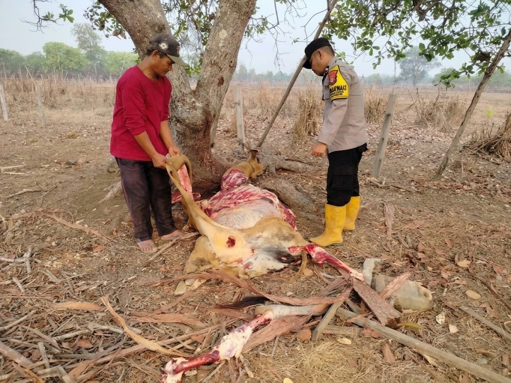 Bhabinkamtibmas Polsek Jagebob periksa bangkai sapi