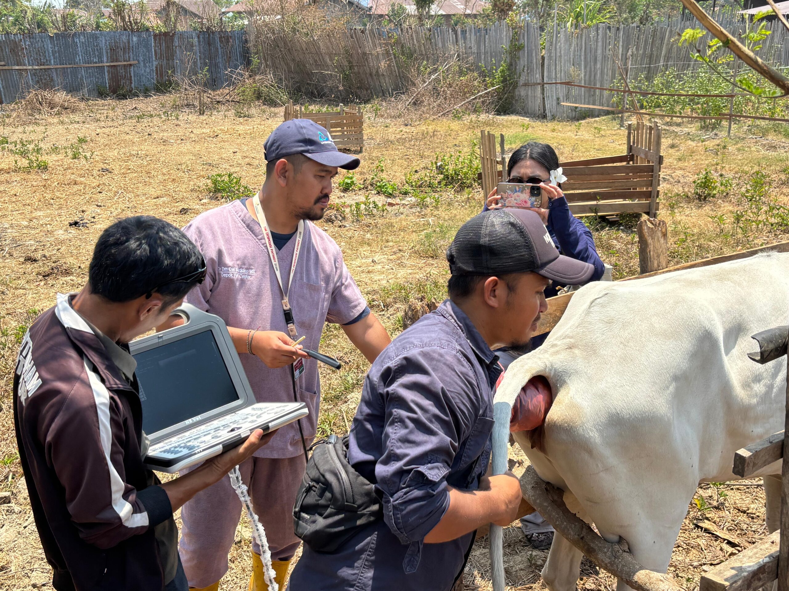 Pemeriksaan kebuntingan sapi dengan USG di Semangga