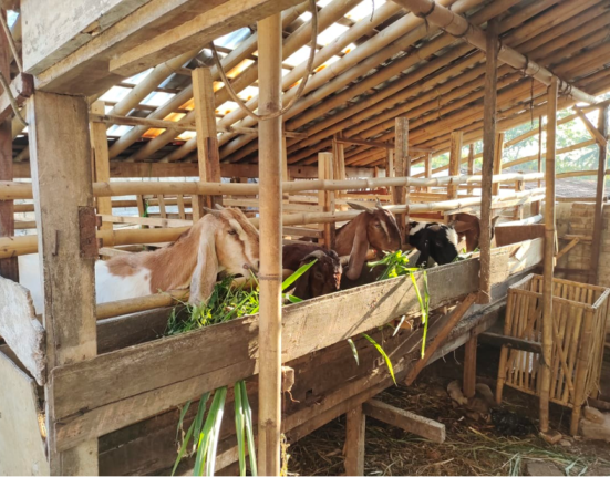 https://ditjenpkh.pertanian.go.id/berita/1553-kementan-gandeng-perbankan-fasilitasi-kur-untuk-usaha-pembibitan-dan-budidaya-ternak-kambing-dan-domba