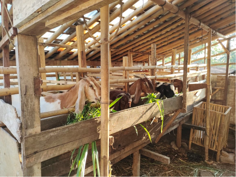 https://ditjenpkh.pertanian.go.id/berita/1553-kementan-gandeng-perbankan-fasilitasi-kur-untuk-usaha-pembibitan-dan-budidaya-ternak-kambing-dan-domba