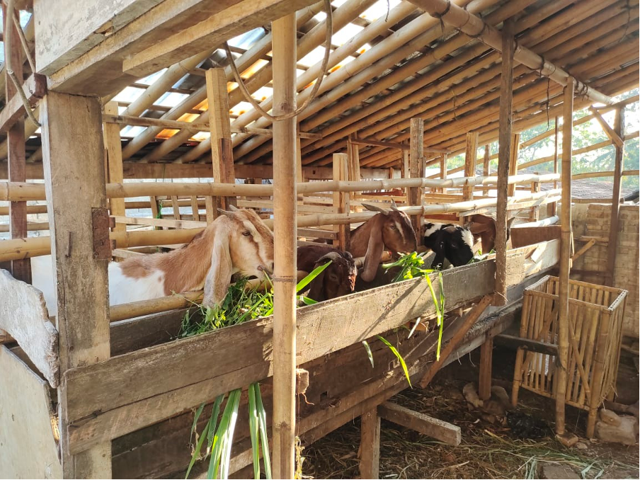 https://ditjenpkh.pertanian.go.id/berita/1553-kementan-gandeng-perbankan-fasilitasi-kur-untuk-usaha-pembibitan-dan-budidaya-ternak-kambing-dan-domba