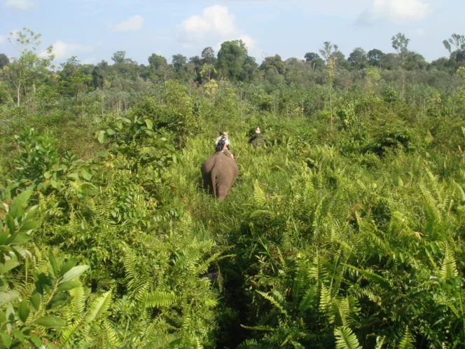 
					Pencabutan 20 Izin PBPH Dinilai Langkah Tepat, Presiden Prabowo Didorong Bertindak Tegas pada Perusahaan Perusak Hutan Sumatera