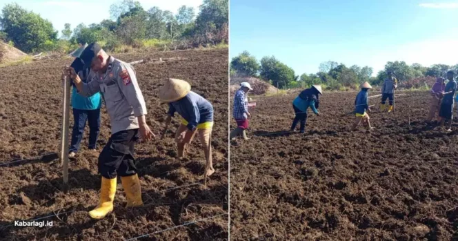 
					Polsek Jagebob Tanam Jagung R1 Nusantara di Lahan Satu Hektare Kampung Mimi Baru