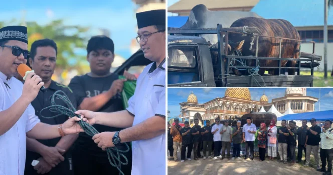 
					Gubernur Apolo Salurkan 17 Sapi Qurban di Papua Selatan