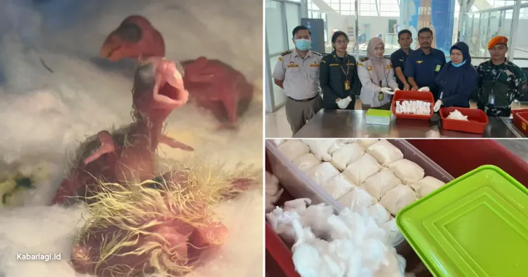Sampul berita: Karantina Papua Selatan Gagalkan Penyelundupan 115 Telur Burung Paruh Bengkok