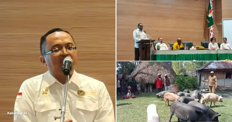 Sampul berita: Usai Positif ASF Digul Barantin Perketat Jalur Babi Merauke 2026