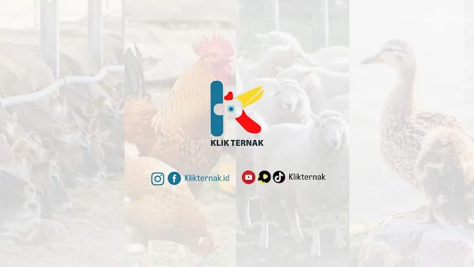 Sampul berita: Klik Ternak Ajak Mahasiswa Jadi Kontributor Peternakan
