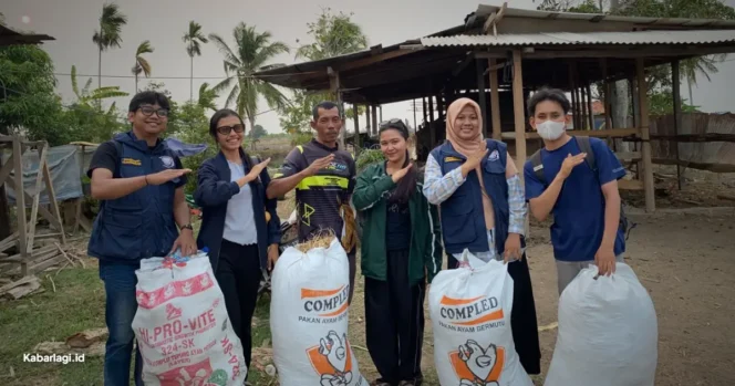 
					TEP IPB Kaji Jerami Amoniasi, Siasati Pakan Sapi Salor Saat Kemarau
