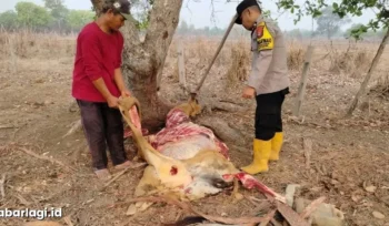 Bhabinkamtibmas Polsek Jagebob periksa bangkai sapi di Kampung Mimi Baru.