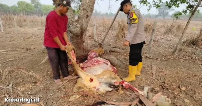 
					Polsek Jagebob Tangani Pencurian Sapi, Kerugian Capai Rp9 Juta