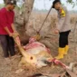 Polsek Jagebob Tangani Pencurian Sapi, Kerugian Capai Rp9 Juta